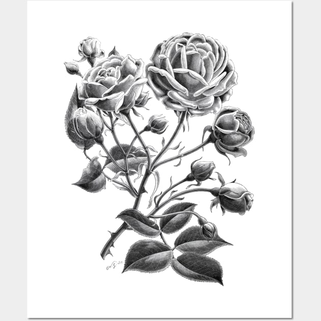 Black Rose Flower Wall Art by Biophilia